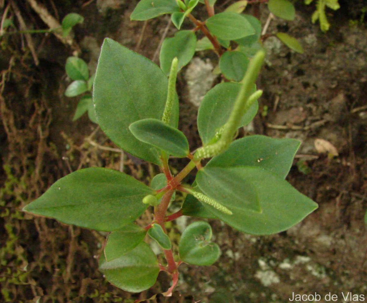 Peperomia leptostachya Hook. & Arn.